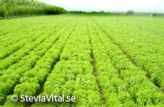 SteviaVital - Stevia cultivation
